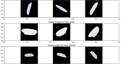 Classifying Rice With PyTorch: A Step-by-Step Guide