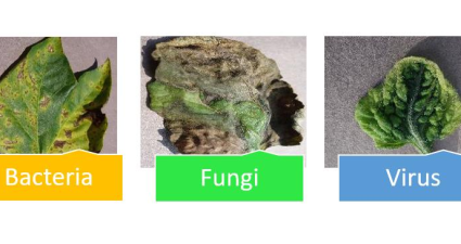 Plant health and Stress with AI techniques and Big data